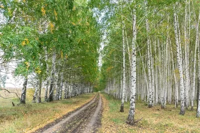 Берёзовый лес 8429-М фотообои на флизелиновой основе 660 руб Фотообои 1  полоса Фотообои на флизелине - Магазин «Дом обоев» Московской Обойной  Фабрики