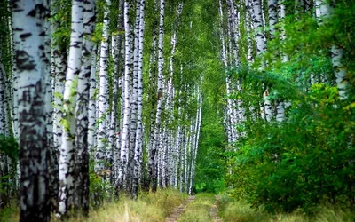 березовый лес — Радастея — все оттенки радости!