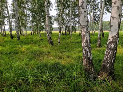 Фотообои Березы купить в интернет магазине Дом Обоев