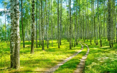 Березовый лес Изображения – скачать бесплатно на Freepik