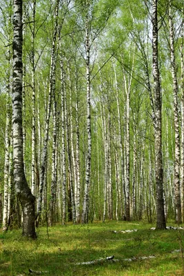 Небольшой березовый лес - 75 фото