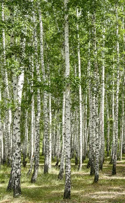 Красивый осенний живописный пейзаж с березовой рощей березовый лес березовая  роща белые стволы берез | Премиум Фото