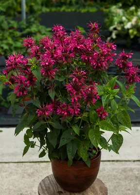 Монарда (Monarda) – растение из семейства губоцветных (Lamiaceae), близкий  родственник орегано (Oreganum).