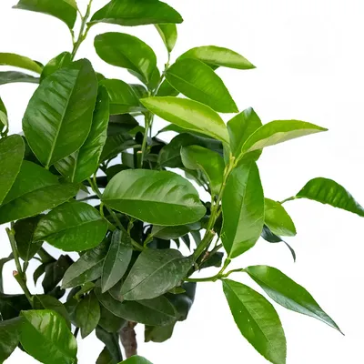 Растение "Цитрус Бергамот" купить по низкой цене в интернет-магазине  