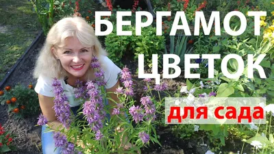 Монарда лимонная (бергамот) семена для проращивания беби листьев купить в  магазине «Ильинские травы»