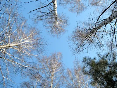 Фото Берёзы в парке - Birch Trees in the park  в  городе Жабинка