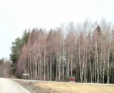 В Варненском районе неизвестные незаконно вырубили берёзы - Советское село