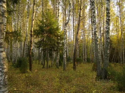 Обои лес, лето, вода, деревья, природа, отражение, берёзы картинки на  рабочий стол, раздел природа - скачать