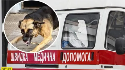 Жители Паруса боятся бродячих собак - Днепр 