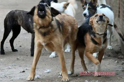 Создано приложение для обнаружения бешеных собак - Газета.Ru | Новости