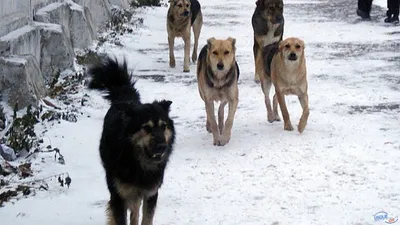 Чиновники даже не показались на пороге!»: родные рассказали о похоронах  растерзанного собаками жителя Астраханской области - 