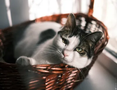 Кот в образе официанта - Можете такое представить? - Бесплатные изображения  из рубрики "Картинки с животными" | Творчество с Искусственным Интеллектом  | Дзен