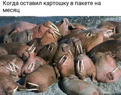 Шуточные картинки