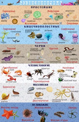 Систематика беспозвоночных животных (drofa-ventana). | Беспозвоночные,  Преподавание биологии, Уроки биологии