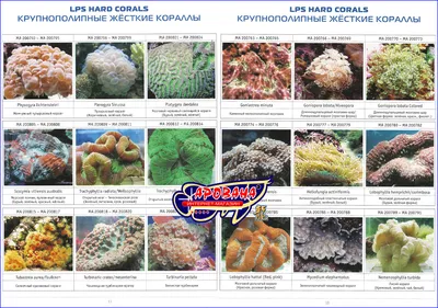 Ядовитые морские беспозвоночные животные (фото), ядовитые кишечнополостные  моллюски и иглокожие