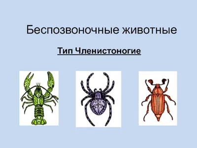 Кто такие позвоночные и беспозвоночные? | Царство животные | Дзен