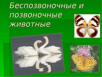 Книга: Беспозвоночные животные, изучение их в школе. Членистоногие.  Иглокожие. Пособие для учителя Купить за  руб.