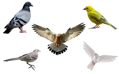 изолированные колибри белый фон PNG , напевая, птица, крыло PNG картинки и  пнг PSD рисунок для бесплатной загрузки