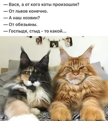 Без кота жизнь не та 