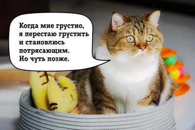 Без кота жизнь не та #15