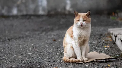 Бездомных кошек картинки