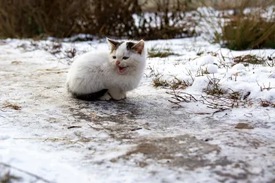 Из жизни бездомных кошек, котов и котят. | Пикабу