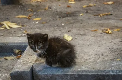 Бездомных котят 