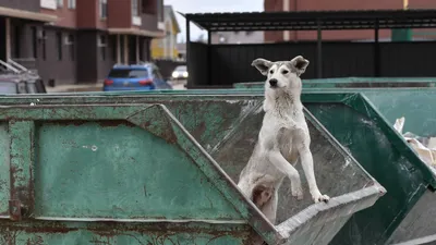 Кинолог назвал мифы о бездомных собаках - РИА Новости, 