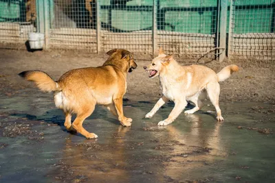 С 1 марта в России вступят в силу новые правила защиты людей от бездомных  собак | Ветеринария и жизнь