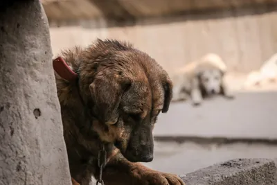 Безопасность под кожей. Как и для чего в Воронеже чипируют бездомных собак