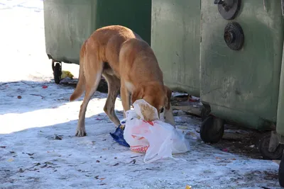 Кабмин прописал, как защитить людей от бездомных собак | Ветеринария и жизнь
