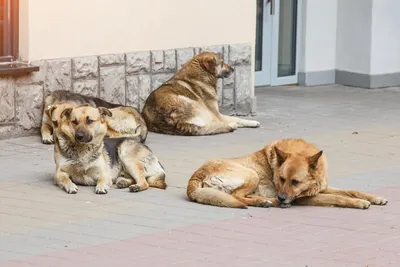 В каких регионах будут усыплять собак