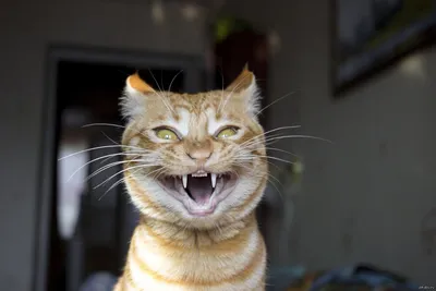 Безумные наисмешнейшие коты. Подбор прикольных фото и анимаций | Смешные  кошки | Дзен