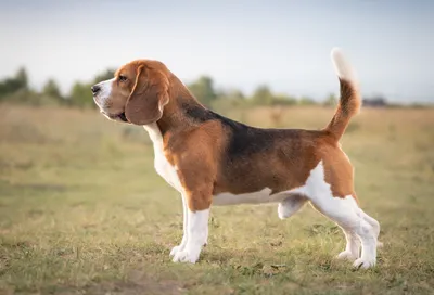 Бигль (Beagle) - это активная, дружелюбная и умная порода собак. Фото,  описание, отзывы.