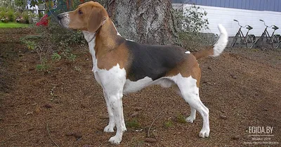 Бигль харьер (Beagle Harrier) (Породы собак) бигль харьер фото, бигль  харьер описание породы, бигль фото, бигль собака, порода бигль, бигль юа,  бигль купить, бигль щенки бигля, бигль щенок Энциклопедия о животных  