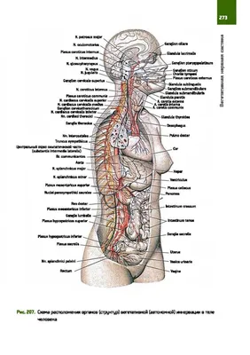 Пин от пользователя Светлана на доске анатомия | Анатомия человека,  Пищеварительная система, Анатомия
