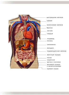 Анатомия человека. Современный атлас с подробными иллюстрациями купить с  доставкой в интернет-магазине | 