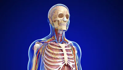Анатомия человека: простое и доступное описание анатомических и  физиологических особенностей тела человека