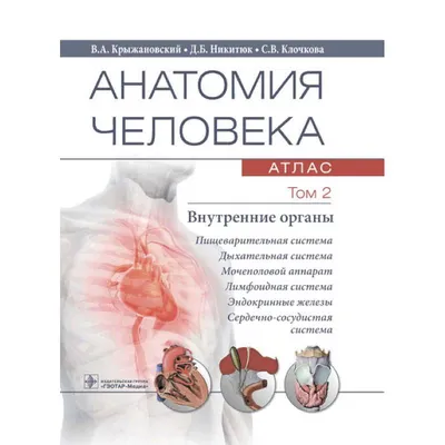 Атлас анатомии человека. Терминология ГЭОТАР-Медиа 25545313 купить за 8 054  ₽ в интернет-магазине Wildberries