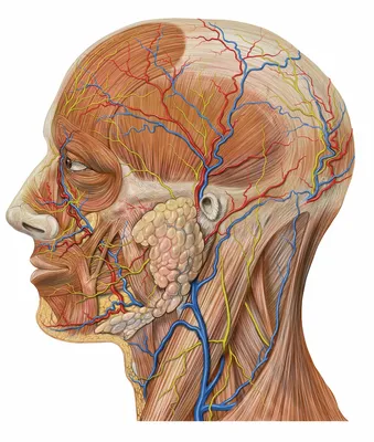 Мышечная система человека (анатомия человека) плакат глянцевый А2+, плотная  фотобумага от 200г/м2 - купить с доставкой по выгодным ценам в  интернет-магазине OZON (261977293)