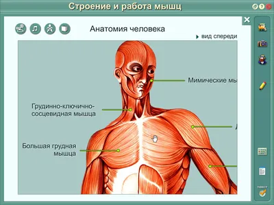 Анатомия человека. Атлас. В III томах. Том III