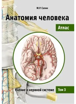 Анатомия человека. Атлас. Том 3. Учение о нервной системе, М. Р. Сапин –  скачать pdf на ЛитРес