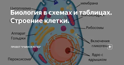 Отзыв о Учебное пособие "Биология в схемах и таблицах" - А.Ю. Ионцева, А.  В. Торгалов | Отличное пособие для подготовки к ЕГЭ