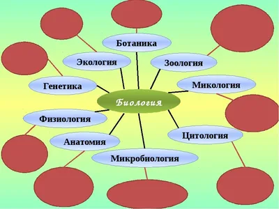 картинки : Коралл, Беспозвоночный, Анемоны, Макросъемка, организм, Морская  биология 3000x2142 - - 173942 - красивые картинки - PxHere