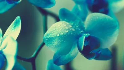 Цветок бирюзового цвета, из …» — создано в Шедевруме