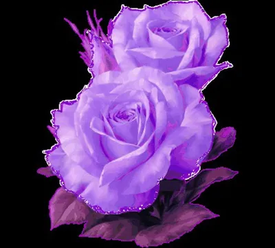 Картинки фиолетовые розы красивые - 67 фото