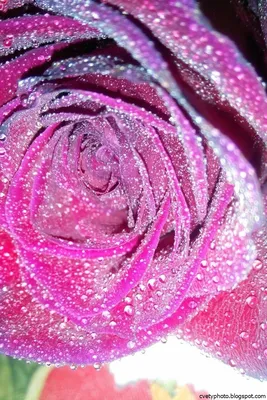 Цветы для декора Пуансеттия 3 шт. d-8 см, блестящие цветы на прищепке  купить по цене 187 ₽ в интернет-магазине KazanExpress