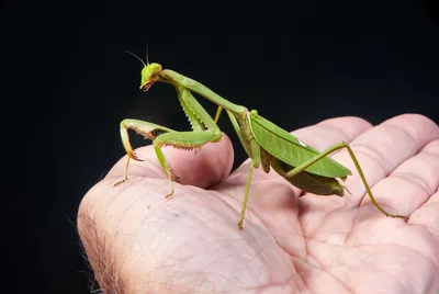 Mantodea / красивые картинки :: макросъемка :: Богомол :: насекомое /  картинки, гифки, прикольные комиксы, интересные статьи по теме.