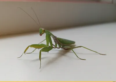 Mantis religiosa. / сфотографировал сам :: насекомое :: Богомол :: фото /  смешные картинки и другие приколы: комиксы, гиф анимация, видео, лучший  интеллектуальный юмор.