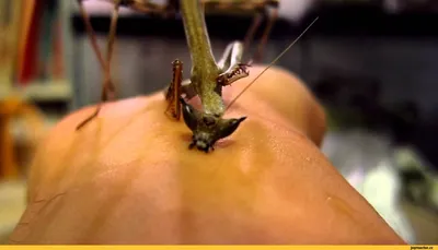 ГИГАНТСКИЙ ВЕТОЧНЫЙ БОГОМОЛ (Heterochaeta orientalis) / гигантский веточный  богомол :: живность :: насекомые :: Богомол :: Книга животных / смешные  картинки и другие приколы: комиксы, гиф анимация, видео, лучший  интеллектуальный юмор.